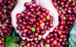 Giá cà phê xuất khẩu dự báo sẽ tiếp tục đà tăng, ngành cà phê trong nước có được hưởng lợi?