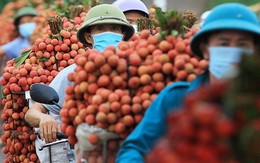 Từ câu "mỗi người Việt ăn vài lạng vải" đến kỳ tích tiêu thụ vải thiều nội địa vượt xuất khẩu ngay giữa đại dịch
