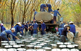 Không còn khoản đền bù đất, Cao su Phước Hòa (PHR) đặt kế hoạch lợi nhuận công ty mẹ quý 3 vỏn vẹn 10 tỷ đồng