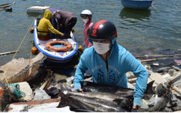 Gần 140 tấn hải sản nuôi lồng bè tại Đà Nẵng cần được hỗ trợ tiêu thụ