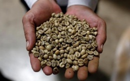 Giá cà phê giảm mạnh nhất kể từ 2008, tiếp tục chuỗi ngày biến động mạnh