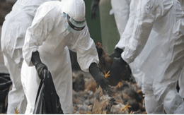 Quảng Ninh tiêu hủy hơn 3500 con gia cầm dương tính với H5N8