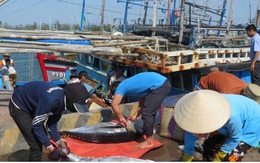Thủy sản Việt Nam sẽ tổn thất khoảng 480 triệu USD/năm nếu mất thị trường EU