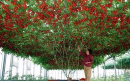 Lóa mắt với giống cà chua cho quả chi chít đỏ rực khắp giàn, lập kỷ lục thế giới với 32.000 quả một vụ