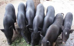 Giá lợn hơi giảm nhưng đặc sản lợn đen giá cao cũng không có để mua, tôm hùm lại rớt giá mạnh