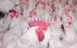 Giá gà xuống thấp kỷ lục trong lịch sử chăn nuôi, bán mỗi con hơn 2,5kg chỉ 12.000 đồng