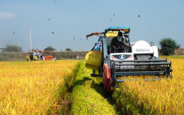 Giá lúa giảm mạnh giữa mùa thu hoạch, đề xuất Chính phủ mua tạm trữ hỗ trợ nông dân