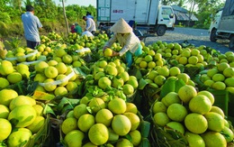Hàng nghìn tấn nông sản đang vào vụ ở Sóc Trăng cần được hỗ trợ tiêu thụ
