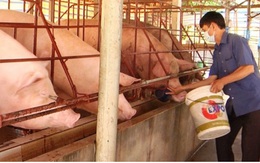 Giá lợn hơi xuống thấp, người chăn nuôi đang thua lỗ nặng