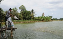 Hơn một nửa nhà máy cá tra phải đóng cửa