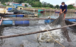 Hàng trăm tấn cá nuôi lồng bè tại Cửa Lò không có người thu mua vì dịch