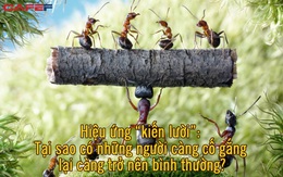 Hiệu ứng “kiến lười” đáng kinh ngạc: Tại sao có những người càng cố gắng lại càng trở nên bình thường?