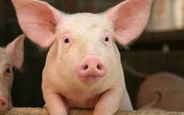 Mỗi con lợn lỗ hơn triệu, chủ nuôi lao đao, cuối năm lo thiếu thịt