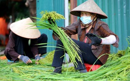 Làng nghề Mễ Trì lại 'đỏ lửa' suốt ngày đêm làm đặc sản cốm vào mùa thu