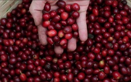 Nguy cơ khan hiếm cà phê trên toàn cầu