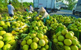 Gần 2.000 tấn cam bưởi, 500 tấn rau củ… ở Vĩnh Long cần được hỗ trợ tiêu thụ mỗi ngày