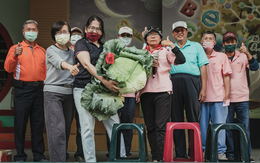 Người Đài Loan dùng 'độc chiêu' tạo ra giống bắp cải khổng lồ nặng gần 15 kg - hoá ra cây cỏ cũng cần được 'sống trong âm nhạc'