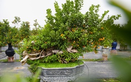 Nhà vườn ở Hà Nội biến những gốc gỗ khô bỏ đi thành chậu quất cảnh giá trăm triệu đồng tung ra thị trường dịp Tết