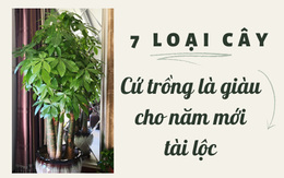 7 loài cây hoa được mệnh danh là ‘cây phú quý’: Vừa mang ý nghĩa tốt lành vừa hút tài lộc cho gia chủ, càng trồng nhiều thì càng giàu!