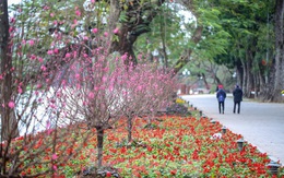 Đào bung sắc bên thảm hoa rực rỡ quanh Hồ Gươm đón Tết Nhâm Dần 2022
