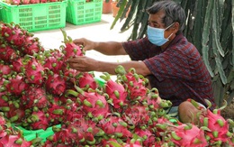 Nhà vườn trồng thanh long 'lao đao' vì thương lái không mua