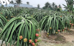 Trái thanh long Tiền Giang rớt giá, nhà vườn, doanh nghiệp âu sầu