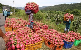 Cấp tốc tìm đầu ra cho 300.000 tấn thanh long đang vào vụ