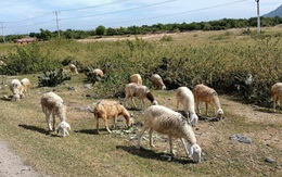 Người nuôi dê, cừu ở Ninh Thuận khổ với giá cả bấp bênh