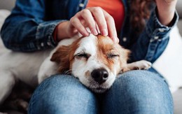 Nghiên cứu mới cho thấy việc cưng nựng một chú chó có tác dụng chữa bệnh tuyệt vời đối với bộ não