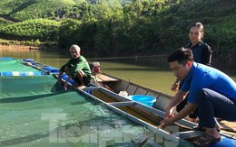 Chàng trai 9x nuôi cá trên lòng hồ thủy điện, thu trăm triệu mỗi năm