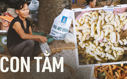 Đặc sản nổi tiếng ở Phú Thọ giá 150 nghìn/kg, ăn có vị bùi, béo ngậy và bổ dưỡng