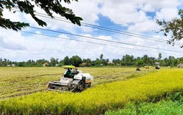 Giá lúa tăng, nông dân vẫn lỗ