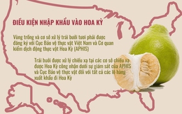 Bưởi trở thành trái cây thứ 7 của Việt Nam nhập khẩu vào Hoa Kỳ