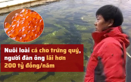 Không nghe lời vợ, người đàn ông bất chấp nuôi loài cá cho trứng quý: "Đầu tư 1 lời 100", lãi hơn 200 tỷ đồng mỗi năm