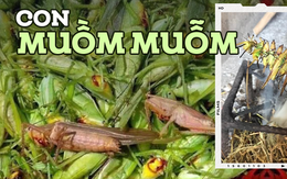 Đặc sản đồng ruộng chỉ xuất hiện khi mùa lúa chín, giá gần 300 nghìn/kg mà ai cũng thích mua