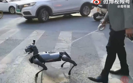 Thú vui mới của người Trung Quốc: nuôi chó robot làm cảnh, giá một con 'sương sương' hơn 300 triệu đồng