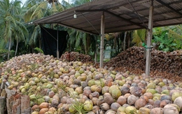 Người trồng dừa Bến Tre thất thu vì ‘thiệt hại kép”
