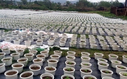 Người dân trồng hoa, rau vụ Tết ở Đà Nẵng gian nan sau mưa lũ