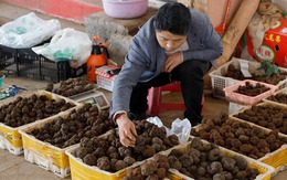 Một ngày ở chợ nấm Côn Minh - nơi bán 'thức quà của đất' đắt đỏ bậc nhất thế giới