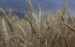Nga rút khỏi thỏa thuận xuất khẩu ngũ cốc, giá lúa mì lập tức bật tăng hơn 5%