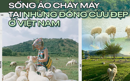 Những cánh đồng thả cừu ấn tượng ở Việt Nam khiến hội mê sống ảo đứng ngồi không yên