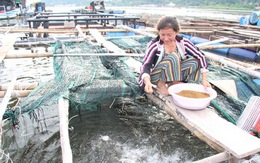 Giá cá biển lên cao gấp đôi, dân nuôi ở Kiên Giang 'có tiền ăn Tết'