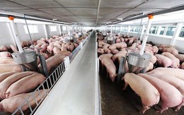 Bầu Đức bắt tay công ty giấy, công ty máy nông nghiệp và công ty chăn nuôi trâu bò đề xuất chuỗi dự án nông sản quy mô 1.000 tỷ đồng tại Quảng Bình