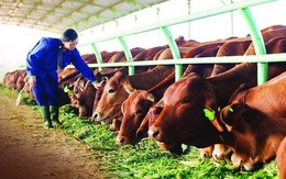 Bapi HAGL của bầu Đức sẽ bán thêm 100.000 con bò Lào đặc sản
