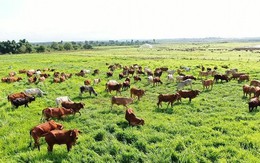 Thaco của tỷ phú Trần Bá Dương sắp nuôi bò quy mô lớn trên diện tích hàng ngàn ha tại Lào