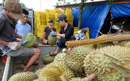 Xuất khẩu rau quả sang Trung Quốc tăng mạnh