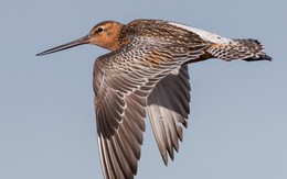 Chú chim 'chạy marathon' trên trời trong 11 ngày liên tục, bay hơn 13.500km
