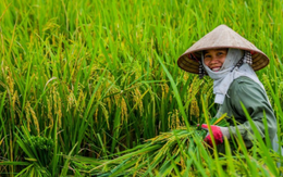 'Cửa sáng' cổ phiếu ngành nông nghiệp