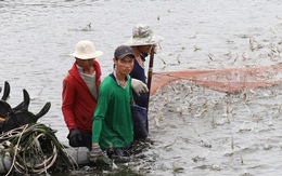 Xuất khẩu thủy sản Việt Nam lần đầu tiên cán mốc 10 tỉ USD