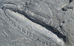 Phát hiện “bữa ăn lâu đời nhất” thế giới trong hóa thạch 550 triệu năm tuổi
